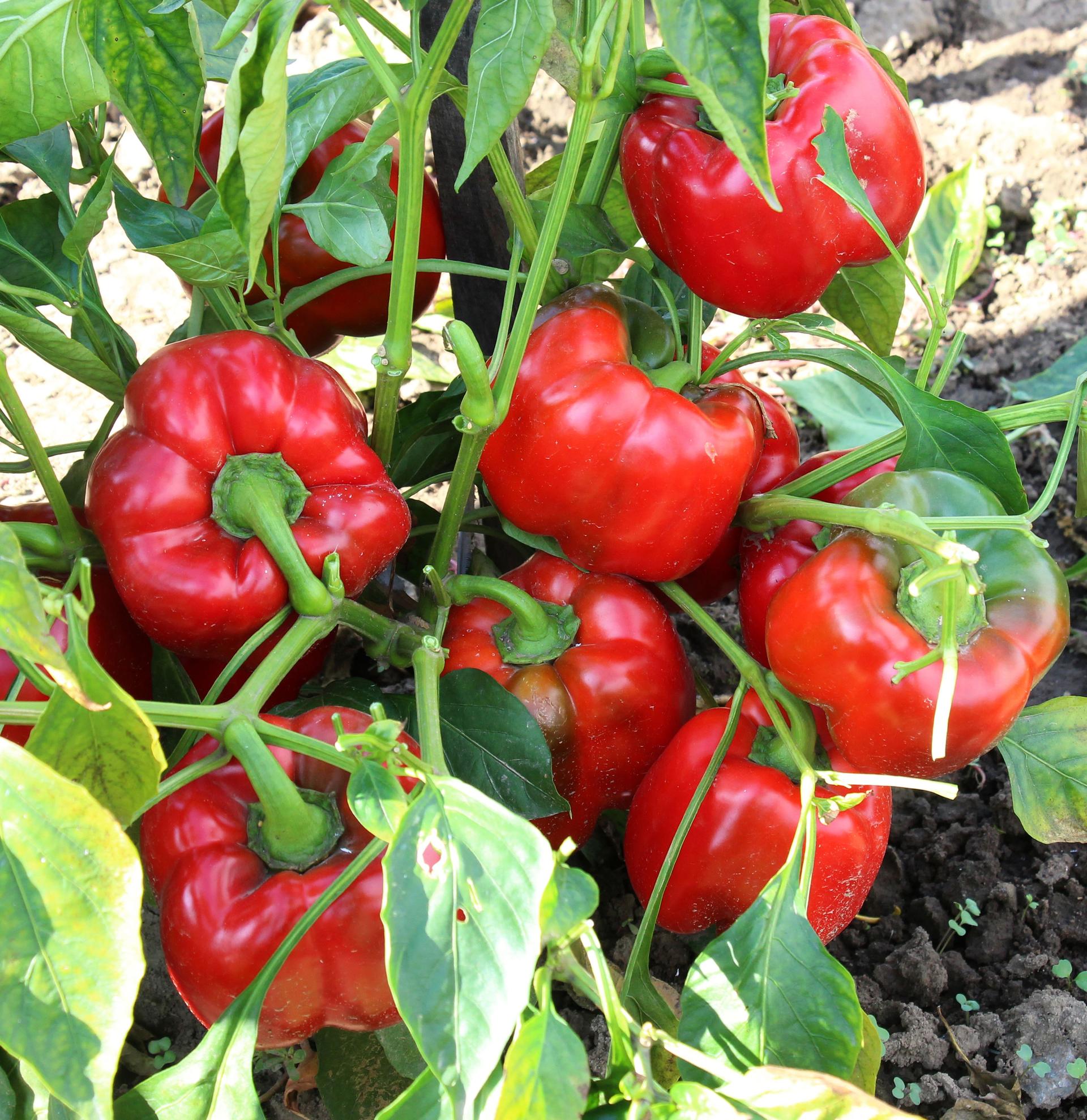 In organic soil, sweet peppers grow